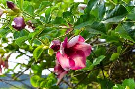 Image result for dipladenie suaveolens obrázek