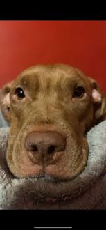 Looking for a home for a dominant pit mix