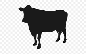 They are heavy feeders and excrete more waste. Jersey Cattle Calf Clip Art Png 512x512px Jersey Cattle Black And White Bull Calf Cattle Download