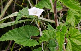 Image result for Convolvulus farinosus