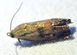 Image result for Hermbstaedtia schaeferi