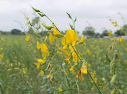 Image result for Sesbania macrantha