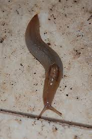 Image result for Melinis ambigua