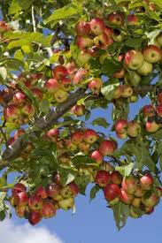 Oak, swamp white ~ acorn. Fruit Tree Problems Why Fruit Stays Small Or Drops From Tree