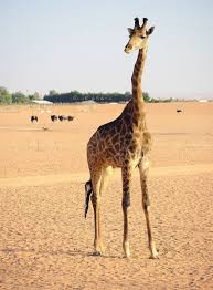 Nofa African Resort Safari And Wildlife Center In Riyadh Giraffe Neck Giraffe Safari