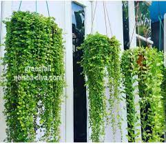 Kreasi pot tanaman cantik dan unik yang terbuat dari barang bekas. Rumah Bunga Neisha