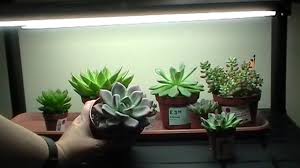 5 Best Succulent Grow Light Reviews On 2020