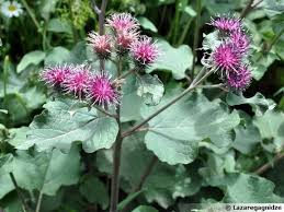 L'utilisation des eps (extraits fluides de plantes fraîches standardisées) des laboratoires phytoprevent est de plus en plus répandue pour leur facilité d'utilisation et la possibilité de personnalisation des traitements. Pharmacie Lafayette Grenoble Bastille 3 Bd Gambetta Centre Ville Pres De La Gare De Grenoble Sortie Autoroute Porte De France Click Collect Preparation D Ordonnances Specialites Orthopedie Genouilleres C