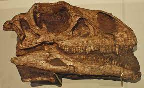 Crane Du Neotype Bp 1 4934 De Massospondylus Carinatus Au Royal Ontario Museum 1 8 2012 Dinosaur Dinosaur Fossils Fossil
