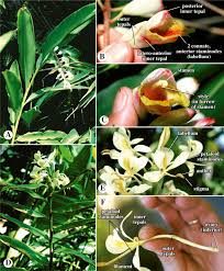 Image result for Zingiberaceae