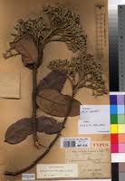 Image result for Maranthes floribunda