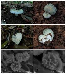 Image result for Russula variata