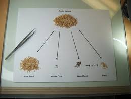 This is the secret to boosting germination rates and getting more plants to grow, even if your timing is off in the garden. Purity Analysis Indiana Crop Improvement Association