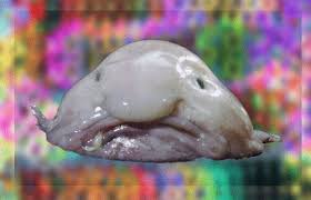 Partiordförande för socialdemokraterna och sveriges statsminister. Blobfish Animated Images