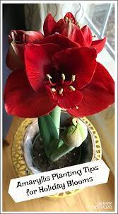 Plant An Amaryllis To Bloom During The Holiday Season Amaryllis Plants House Plant Care