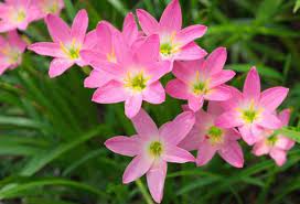 Maybe you would like to learn more about one of these? Panduan Lengkap Cara Menanam Bunga Zephyranthes Rain Lily Dari Biji Bagi Pemula Agar Cepat Berbunga Faunadanflora Com