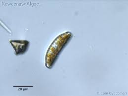 Image result for Entada bacillaris