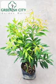 If you want to learn pokok paya in english, you will find the translation here, along with other translations from malay to english. Gnc Eugenia Oleina Syzygium Myrtifolium Live Plant Pucuk Merah Pokok çº¢æ¥ æœ¨ Gardenmart4u Com