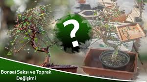 Bitki saksı için uygun olmalı, uzun ömürlü olmalıdır. Ciceksepetinden Alinan Hediye Bonsai De Saksi Ve Toprak Degisimi Nasil Yapilir Youtube