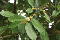 Image result for Putranjivaceae