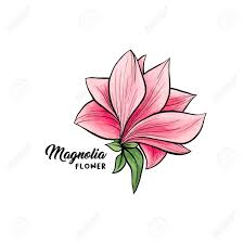 The ivory chalice shown below is a cross between a magnolia acuminata and a magnolia denudata. Magnolia Flower In Blossom Beautiful Home Decor And Interior Design Isolated Illustration Vector Pink Floral Sketch Drawing Spring Blossom Realistic Clipart Wildflower Pencil Texture Royalty Free Cliparts Vectors And Stock Illustration Image