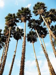 Image result for Washingtonia