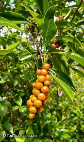 Image result for Citharexylum