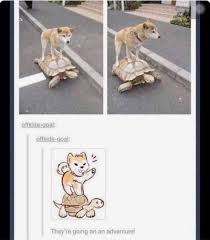 The fastest meme generator on the planet. 27 Amusing Animal Memes That Are Too Cute For This World Memebase Funny Memes