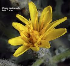 Image result for Crepis