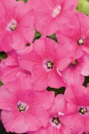 Supertunia Giant Pink Petunia Hybrid Petunias Flowering Bushes Pink Plant