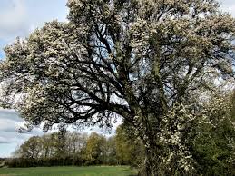 An unpublished writer returns to his hometown after graduating, where he seeks sponsors to publish his book while dealing with his father's deteriorating indulgence into gambling. Tree Of The Week The Beloved 250 Year Old Wild Pear Being Cut Down For Hs2 Trees And Forests The Guardian