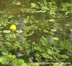 Image result for Neptunia oleracea