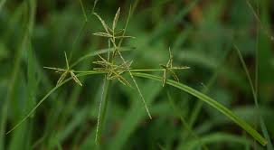 Image result for Cyperus sphacelatus