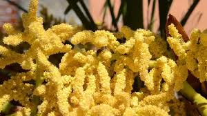 Maybe you would like to learn more about one of these? Blooming Palm Tree Stock Footage Royalty Free Stock Videos Pond5