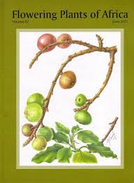 Image result for Pavetta lasiopeplus