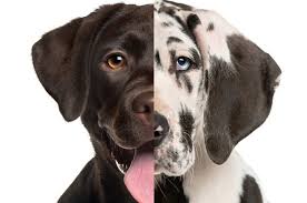 If you are a dachshund dog breeder in washington, usa trying to sell your dachshund puppy, puppyfidner.com is a great place to get the word out. Everyone Is A Mix Of Two Dog Breeds Here S Yours