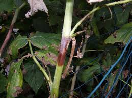 Image result for Raspberry spur blight