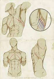All the material is carefully researched, credited and collected in our main pinterest library, which is organised in specific boards that you can use. The Geek Tower Male Torso Anatomy Reference Referencias Facebook