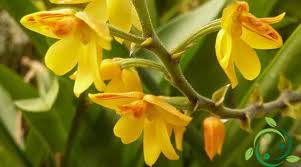 Image result for Polystachya bicarinata