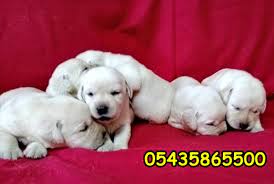 labrador retriever yavru e litter labrador retriever turkey secereli labrador yavrulari https www yavrulabr labrador retriever retriever labrador yavrulari