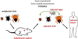 Image result for Rickettsiae