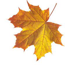 Pin By Elvira Fabala On Leaf Autumn Leaves Art Fall Leaves Png Autumn Leaves