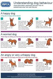 Dog Body Language Chart Decoding Behavior The Whoot