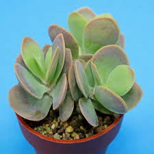 Image result for Kalanchoe rotundifolia