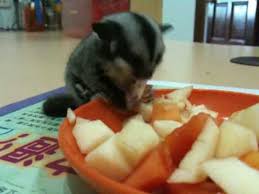 Baby Sugar Glider Isaac Eating Apple Youtube