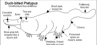 Bluegrass Platypus Rescue Foundation Posts Facebook Platypuses sweat milk, use electricity to see underwater. bluegrass platypus rescue foundation