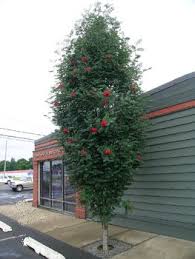 Tree Profile For The Cardinal Royal Mountain Ash Tree Nursery Mountain Ash Deciduous Trees