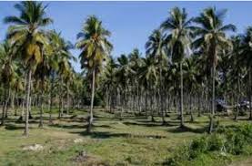 Shop for quality vineyard, orchard, hops & nursery supplies at affordable prices. How Long Does It Take A Coconut Tree To Mature Quora