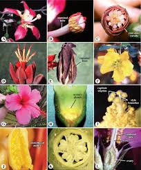 Image result for Combretum sp. A