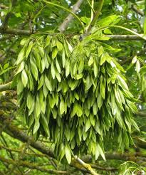 Usually, its distinctive composite leaves and dry fruit. Ash Tree Fruit Fruit Trees